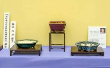 2019 雅府盆景盆子展 图片