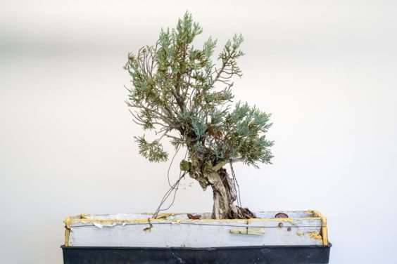 图解 塞拉杜松盆景怎么翻盆的8个过程