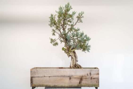 图解 塞拉杜松盆景怎么翻盆的8个过程