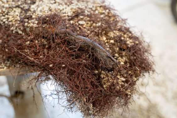 图解 塞拉杜松盆景怎么翻盆的8个过程