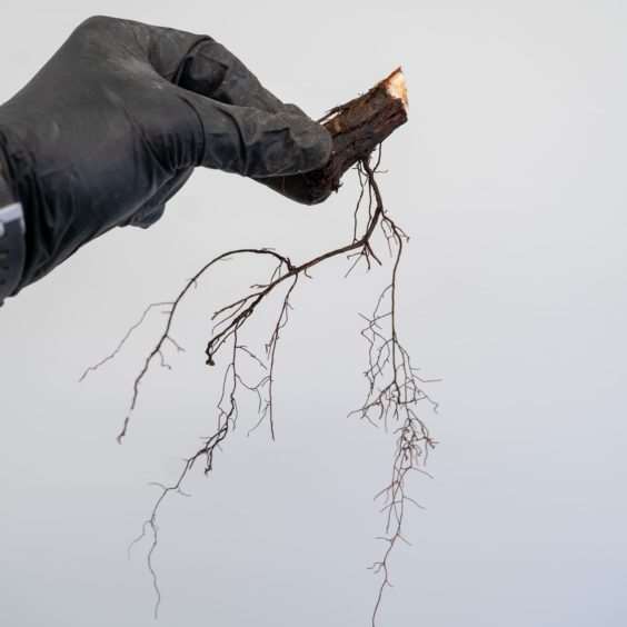 图解 塞拉杜松盆景怎么翻盆的8个过程