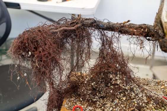 图解 塞拉杜松盆景怎么翻盆的8个过程