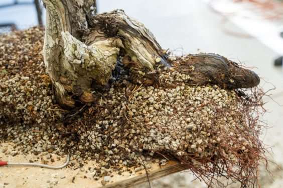 图解 塞拉杜松盆景怎么翻盆的8个过程