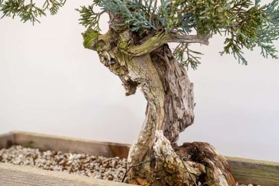 图解 塞拉杜松盆景怎么翻盆的8个过程