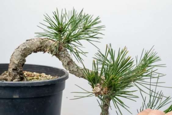 图解 怎么开发梯级黑松盆景的16个过程