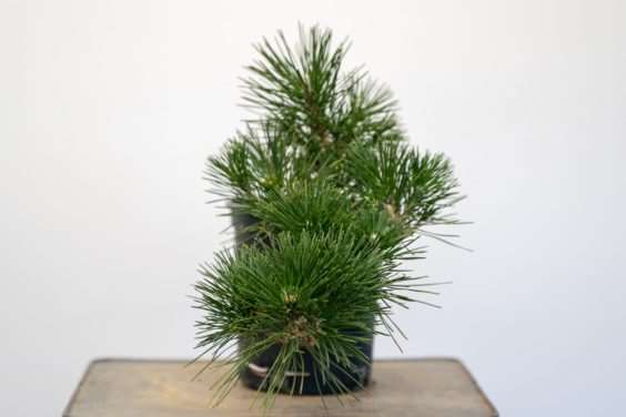 图解 怎么开发梯级黑松盆景的16个过程