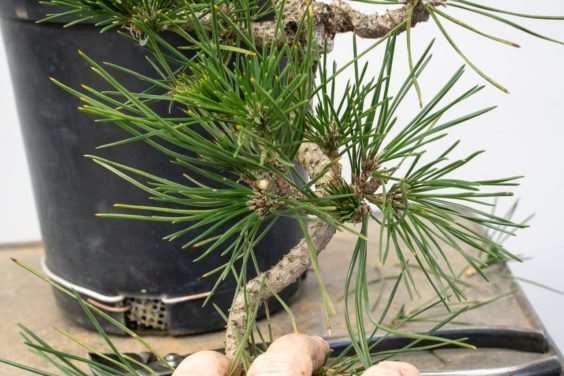 图解 怎么开发梯级黑松盆景的16个过程