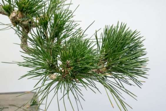 图解 怎么开发梯级黑松盆景的16个过程