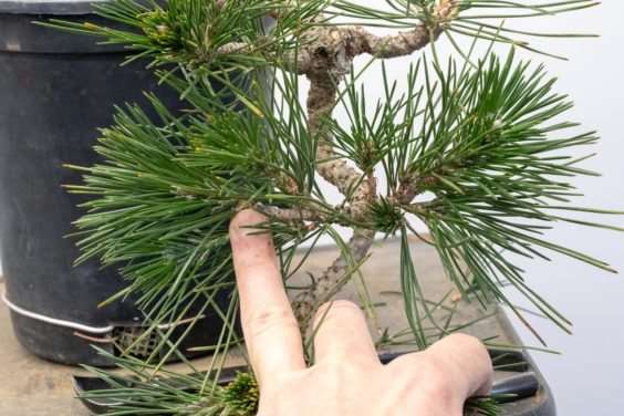 图解 怎么开发梯级黑松盆景的16个过程