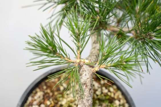 图解 怎么开发梯级黑松盆景的16个过程