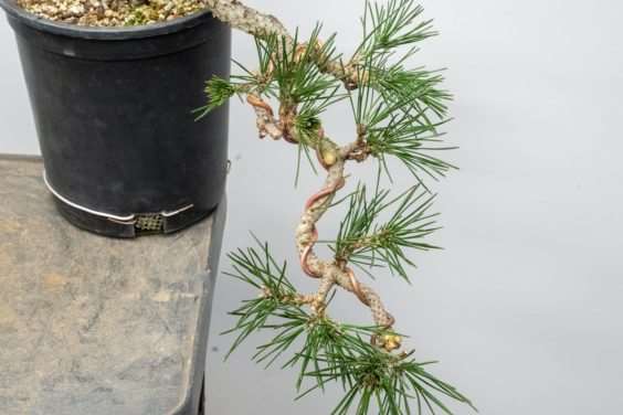 图解 怎么开发梯级黑松盆景的16个过程