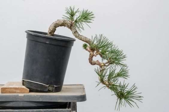 图解 怎么开发梯级黑松盆景的16个过程