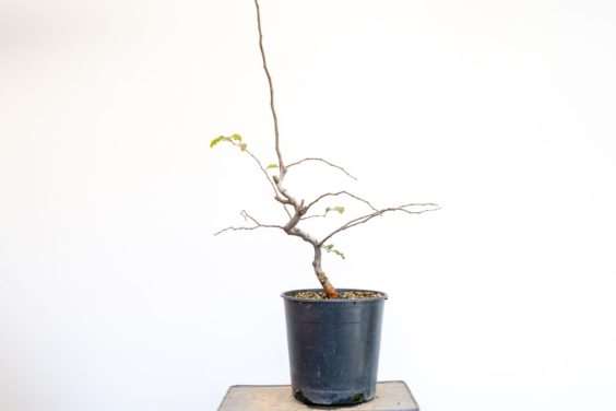 图解 木瓜盆景怎么修剪的8个过程