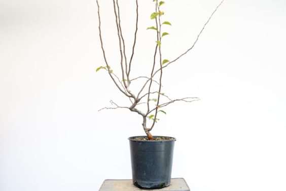 图解 木瓜盆景怎么修剪的8个过程