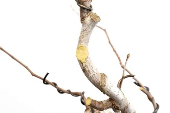 图解 木瓜盆景怎么修剪的8个过程