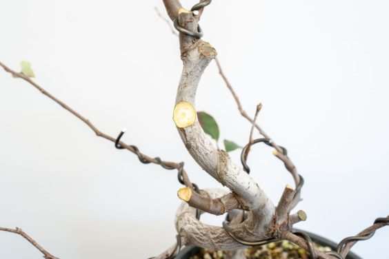 图解 木瓜盆景怎么修剪的8个过程