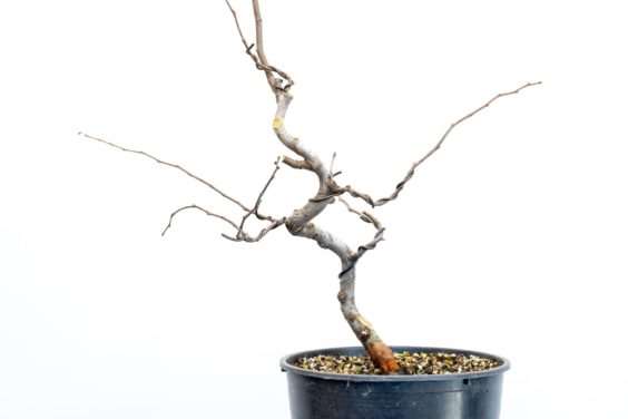 图解 木瓜盆景怎么修剪的8个过程