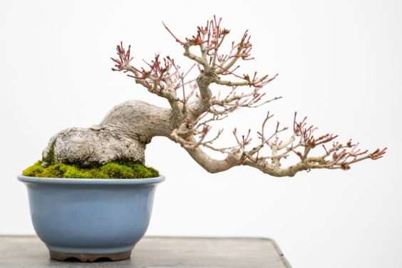 图解 怎么修剪日本枫树盆景节间的10个过程