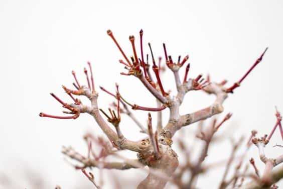 图解 怎么修剪日本枫树盆景节间的10个过程