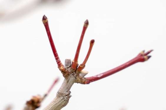 图解 怎么修剪日本枫树盆景节间的10个过程