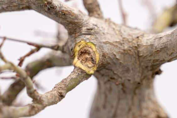 图解 怎么修剪日本枫树盆景节间的10个过程