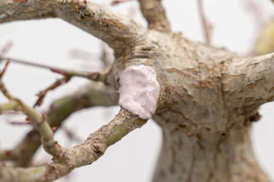 图解 怎么修剪日本枫树盆景节间的10个过程