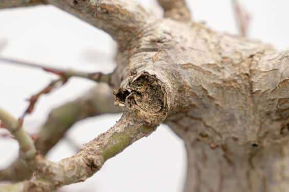 图解 怎么修剪日本枫树盆景节间的10个过程