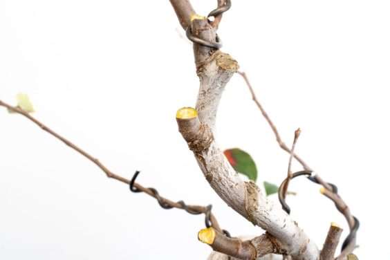 图解 怎么修剪日本枫树盆景节间的10个过程