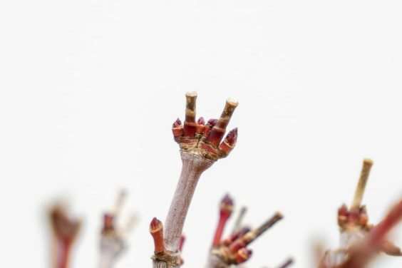 图解 怎么修剪日本枫树盆景节间的10个过程