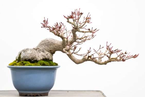 图解 怎么修剪日本枫树盆景节间的10个过程