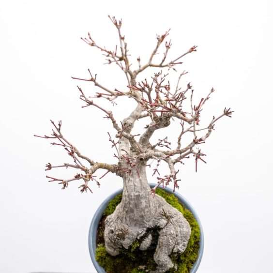 图解 怎么修剪日本枫树盆景节间的10个过程