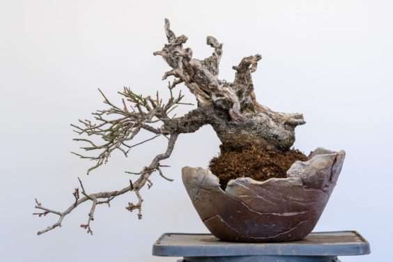 梅花盆景盆子怎么选择的方法 图片