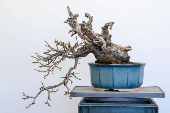 梅花盆景盆子怎么选择的方法 图片