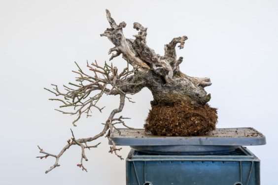 梅花盆景盆子怎么选择的方法 图片