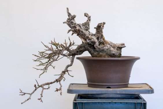 梅花盆景盆子怎么选择的方法 图片