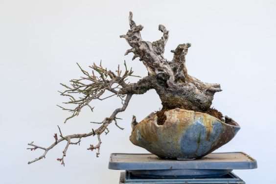 梅花盆景盆子怎么选择的方法 图片