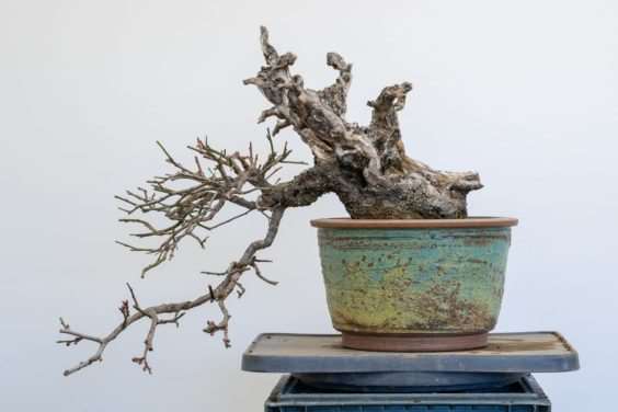 梅花盆景盆子怎么选择的方法 图片