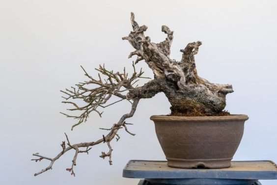 梅花盆景盆子怎么选择的方法 图片