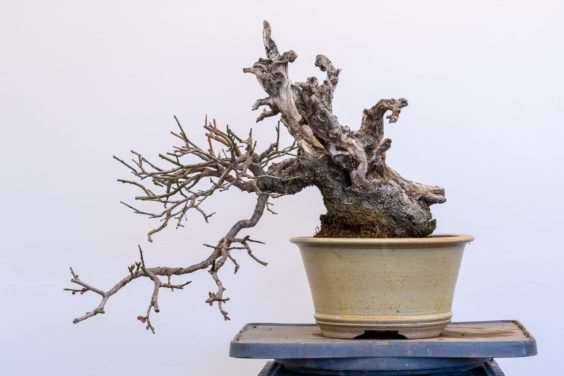 梅花盆景盆子怎么选择的方法 图片