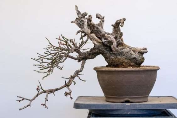 梅花盆景盆子怎么选择的方法 图片