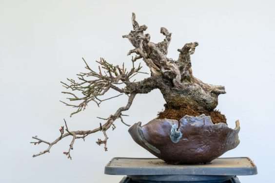 梅花盆景盆子怎么选择的方法 图片