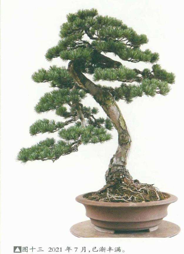 图解 创作五针松盆景《再回首》的16个步骤