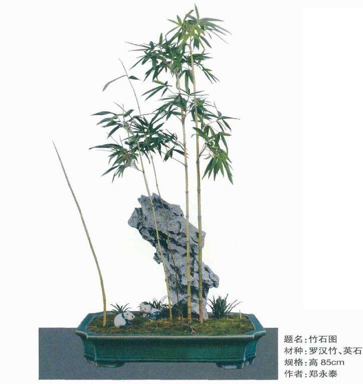 动势盆景的自然的神韵有哪些 图片