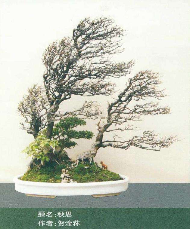 动势盆景的自然的神韵有哪些 图片