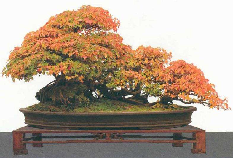 动势盆景的自然的神韵有哪些 图片