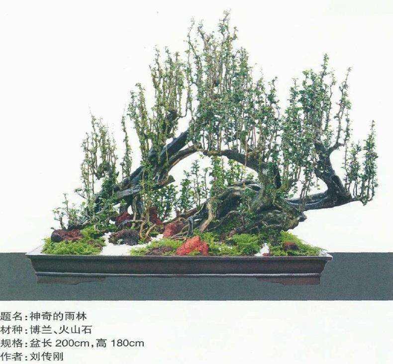 动势盆景的活泼节奏和飞扬 图片