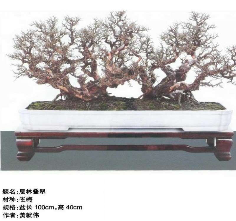 动势盆景的活泼节奏和飞扬 图片