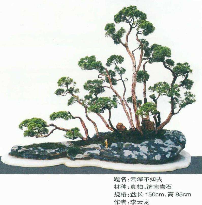 动势盆景的活泼节奏和飞扬 图片