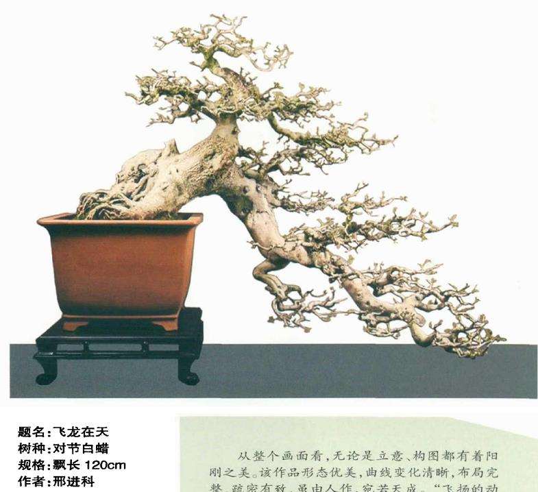 动势盆景的活泼节奏和飞扬 图片