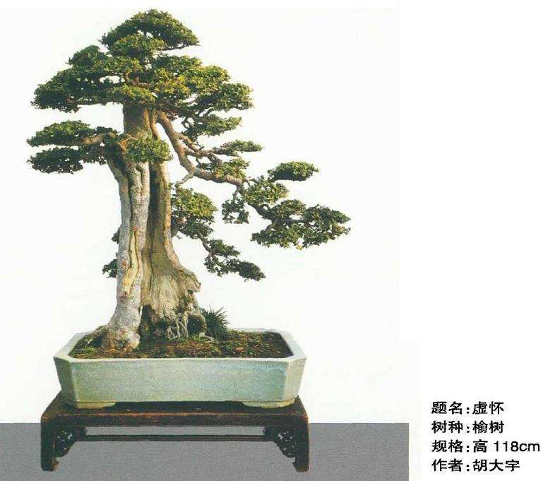 动势盆景的活泼节奏和飞扬 图片